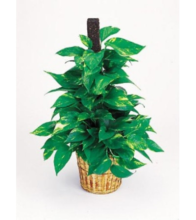 Pothos Pole Plant Pothos Pole Plant