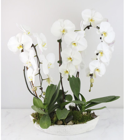 Just Beautiful Orchid Plant Just Beautiful Orchid Plant