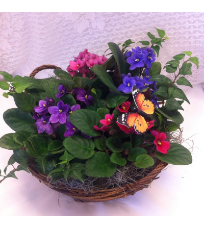 African Violet African Violet