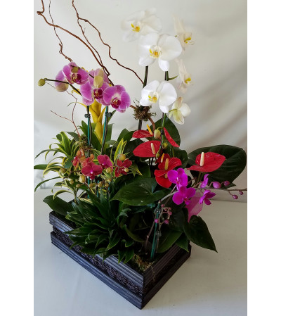 Tropical Mini Phal Garden #2 Tropical Mini Phal Garden #2