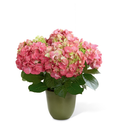 The FTD® Pink Hydrangea Planter The FTD® Pink Hydrangea Planter