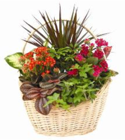 Dish Garden Dish Garden