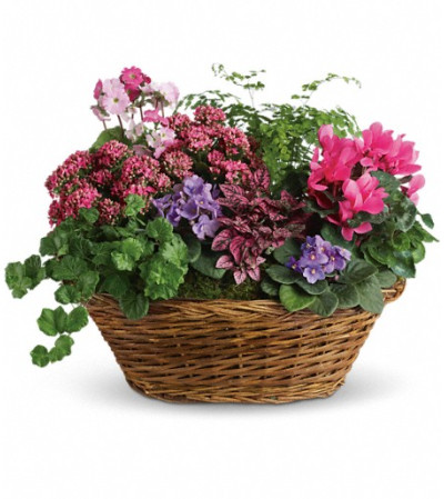 Simply Chic Mixed Plant Basket Simply Chic Mixed Plant Basket