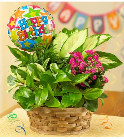 Happy Birthday Blooming Dish Garden Happy Birthday Blooming Dish Garden