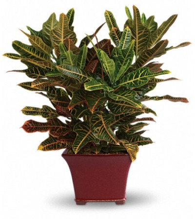 Stately Croton Stately Croton