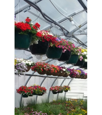 Assorted Hanging Baskets Assorted Hanging Baskets