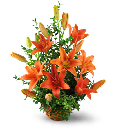 Asiatic Lily Basket Asiatic Lily Basket