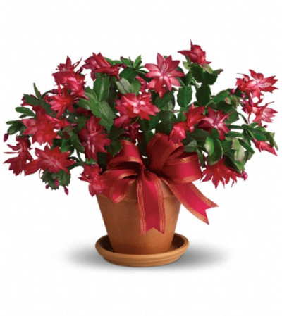 Merry Christmas Cactus Merry Christmas Cactus