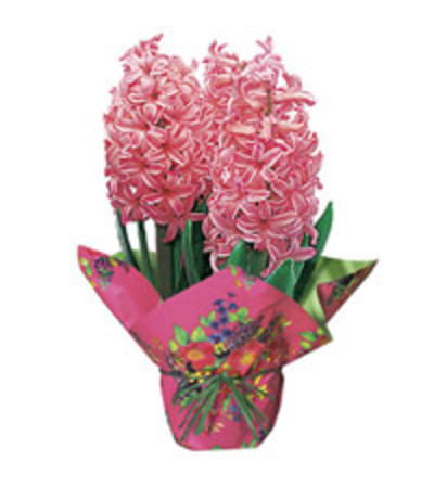 Potted Hyacinth Plant Potted Hyacinth Plant