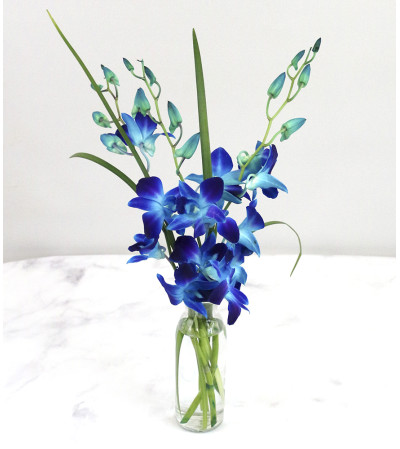 Touch of Blue Touch of Blue