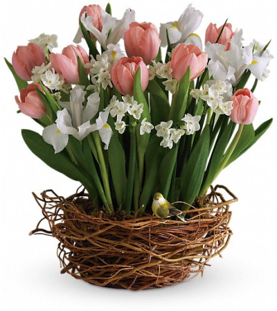 Tulip Song Tulip Song