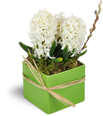 White Hyacinth Planter™ White Hyacinth Planter™