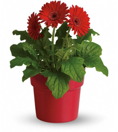 Rainbow Rays Potted Gerbera - Red Rainbow Rays Potted Gerbera - Red