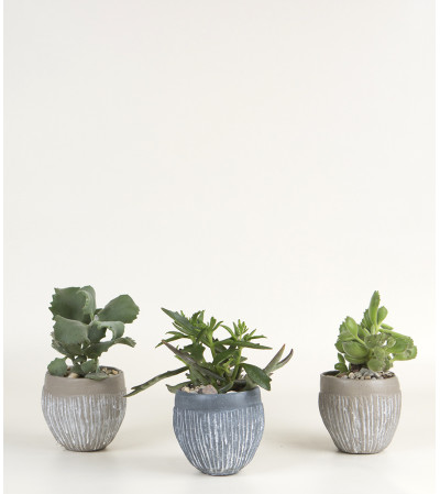Set of 3 Succulent Plants Set of 3 Succulent Plants