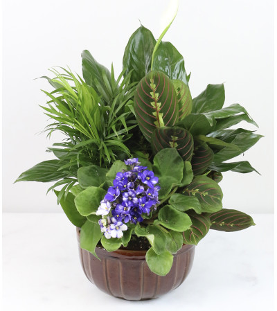 Utterly Perfect Dishgardens Utterly Perfect Dishgardens