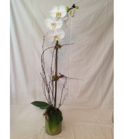 Peaceful Orchid Plant Peaceful Orchid Plant