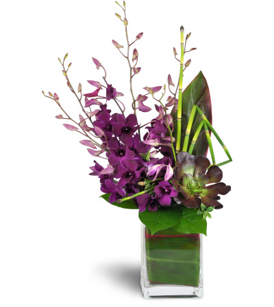 Orchid Jewels™ Orchid Jewels™