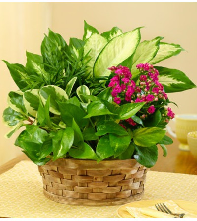 Blooming Dish Garden Blooming Dish Garden