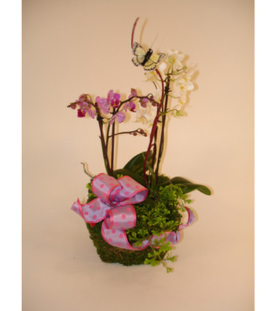 Mini Orchid Basket (Medium) Mini Orchid Basket (Medium)
