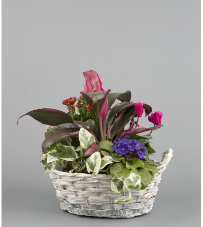 Mixed Plant Basket Mixed Plant Basket