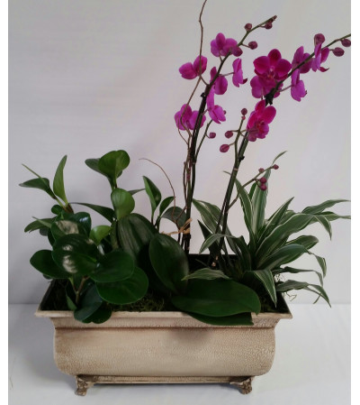 Zen Orchid Garden Zen Orchid Garden