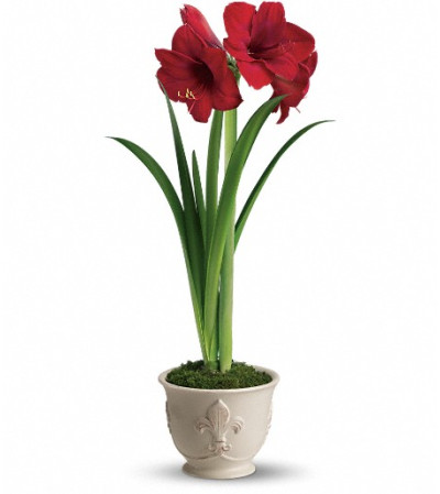 Teleflora's Merry Amaryllis Teleflora's Merry Amaryllis