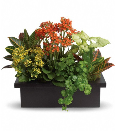 Stylish Plant Assortment Stylish Plant Assortment