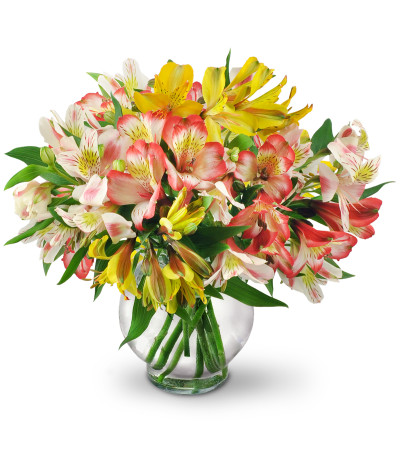 Perfect Peruvian Lilies Perfect Peruvian Lilies