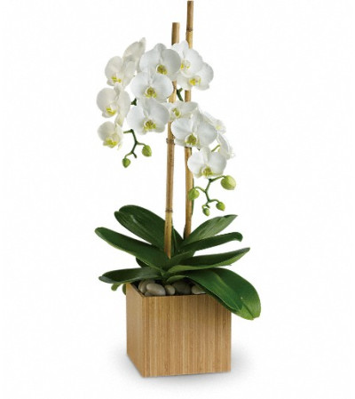 Teleflora's Opulent Orchids Teleflora's Opulent Orchids