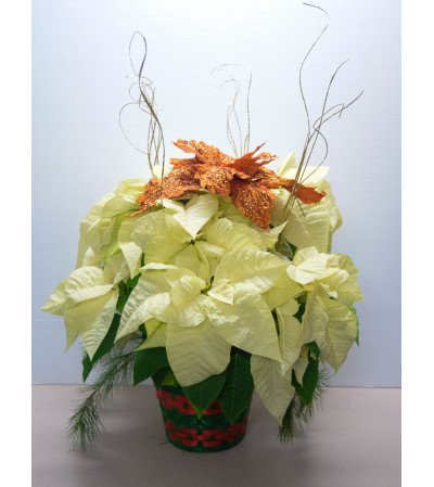 White Poinsettia Basket White Poinsettia Basket