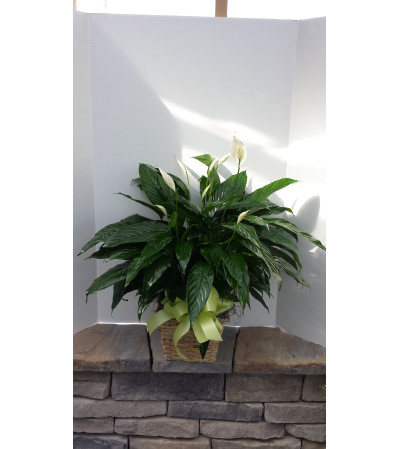Large Peace Lily Large Peace Lily