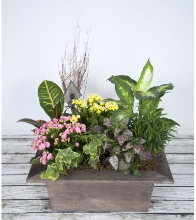 Boxed Indoor Garden Boxed Indoor Garden