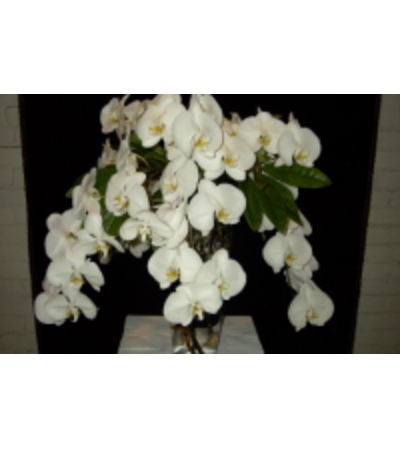 Fantastic Phals Fantastic Phals