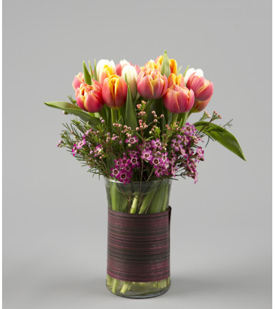 Tulip Surprise Tulip Surprise