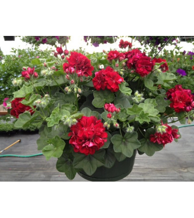 Patio Baskets Patio Baskets