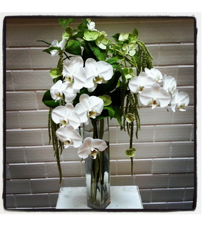 Orchid Flourish Orchid Flourish