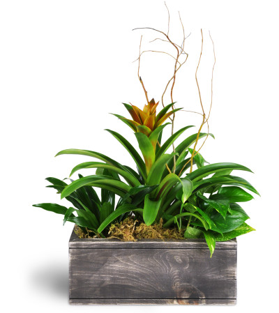 Dream Green Planter Dream Green Planter