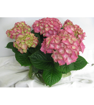 hydrangea plant 1 hydrangea plant 1