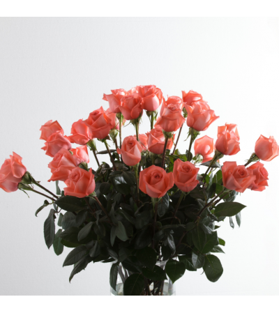 Pink Supreme Roses Pink Supreme Roses