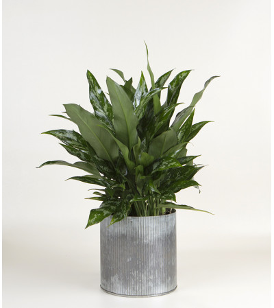 Decorative House Plant Decorative House Plant