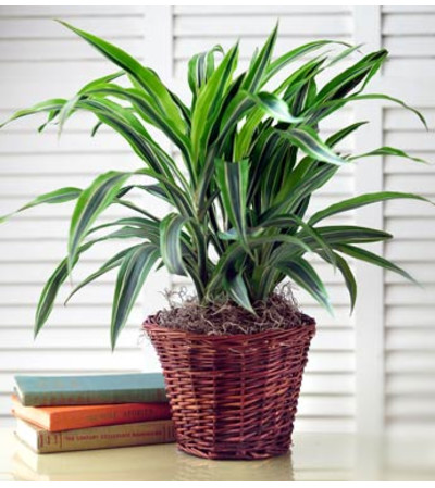 Green Plant Green Plant