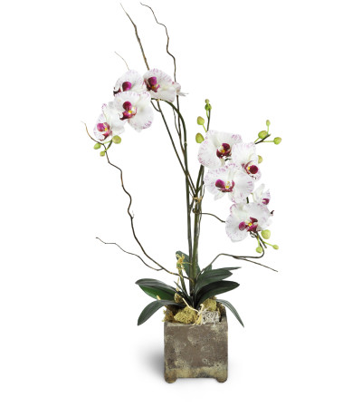 Opulent Double Orchid Opulent Double Orchid