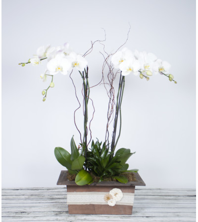 Decorative Premium Orchid Planter Decorative Premium Orchid Planter