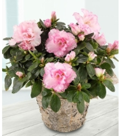 Baby Pink Azalea Plant Baby Pink Azalea Plant