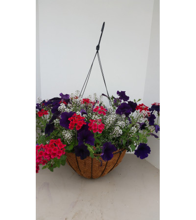 Hanging Basket for Sun Hanging Basket for Sun