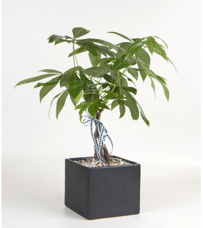 Decorative Money Tree Decorative Money Tree