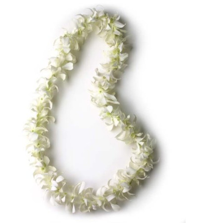 Cut Orchid Cut Orchid