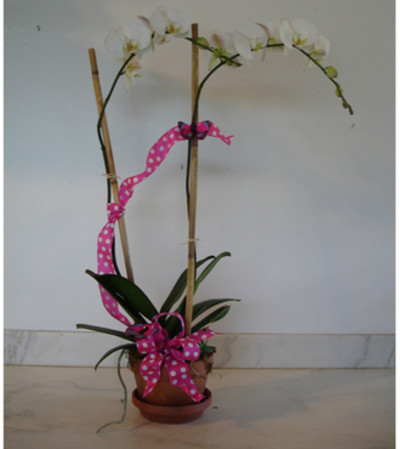 Double Spike White Phail Orchid Double Spike White Phail Orchid