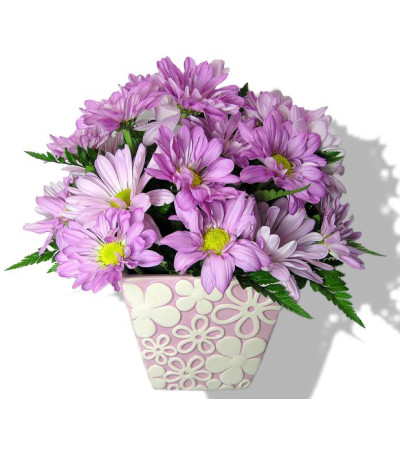 Delightful Daisies Delightful Daisies