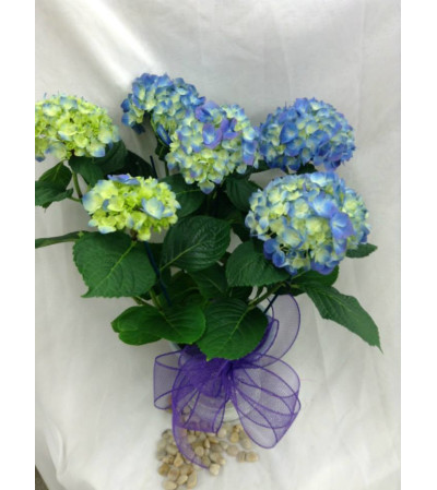 Blue Hydrangea Plant Blue Hydrangea Plant